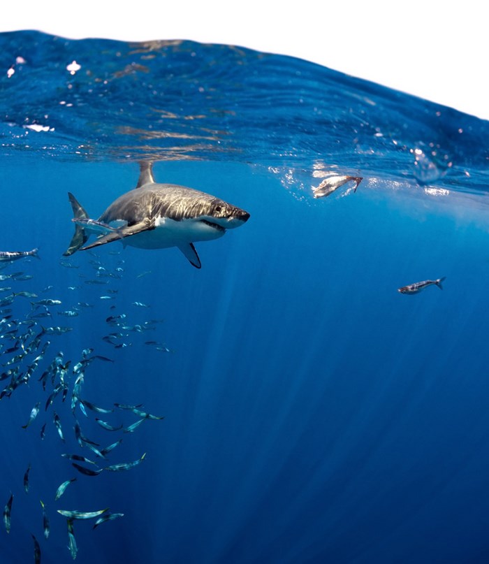 Great Underwater Photos (30 pics)