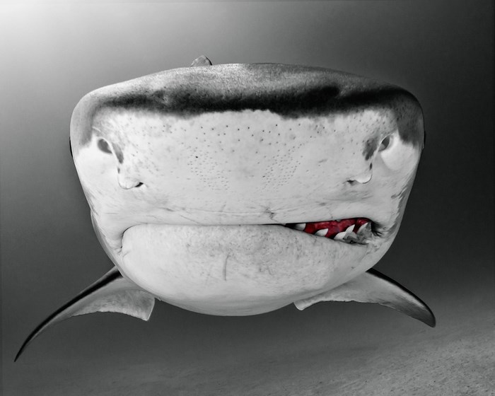 Great Underwater Photos (30 pics)