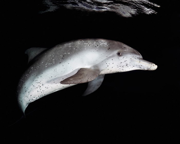 Great Underwater Photos (30 pics)