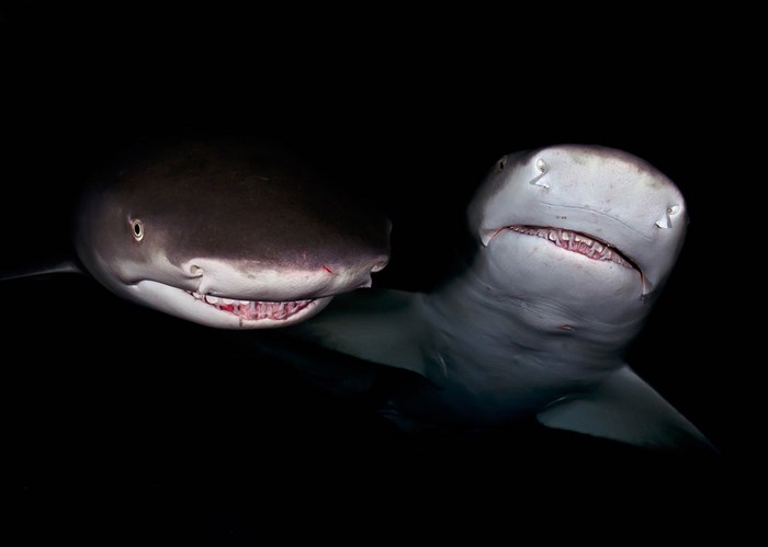Great Underwater Photos (30 pics)