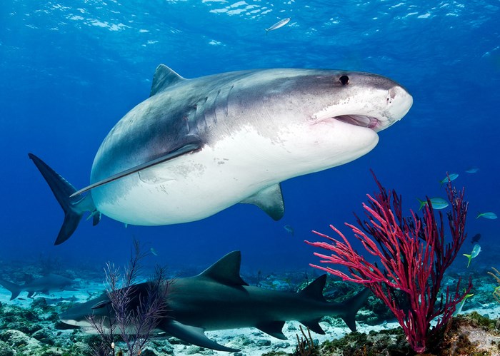 Great Underwater Photos (30 pics)