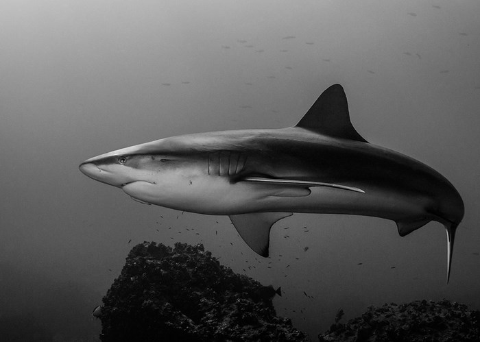 Great Underwater Photos (30 pics)