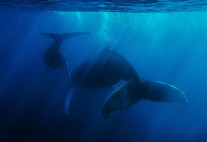Great Underwater Photos (30 pics)