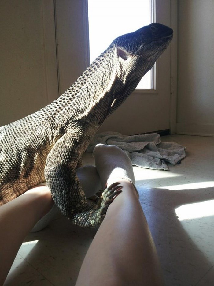 The Most Unusual Pet You Will See Today (8 pics)