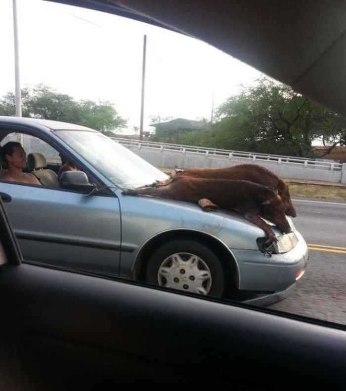 Strange Transportation. Part 2 (28 pics)