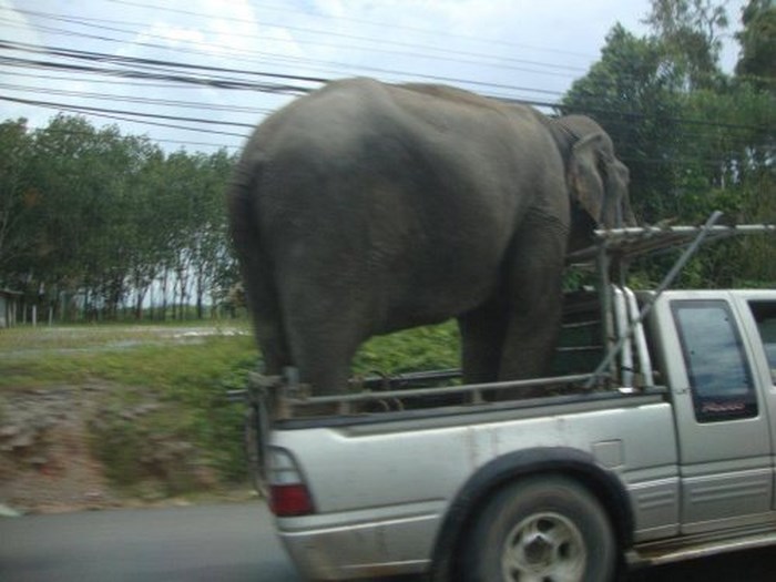 Strange Transportation. Part 2 (28 pics)