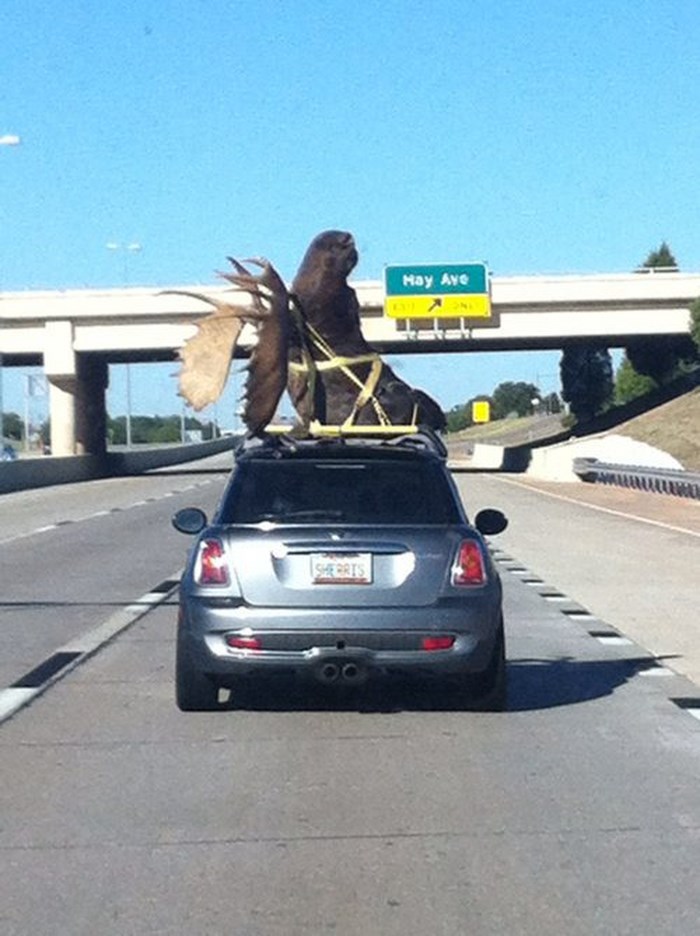 Strange Transportation. Part 2 (28 pics)