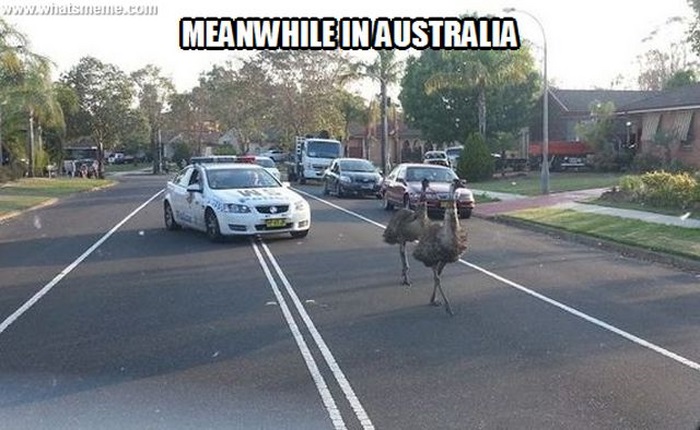 Meanwhile in Australia (44 pics)