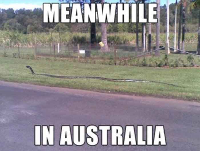 Meanwhile in Australia (44 pics)