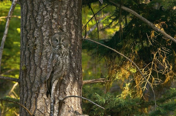 Disappear in Nature (16 pics)