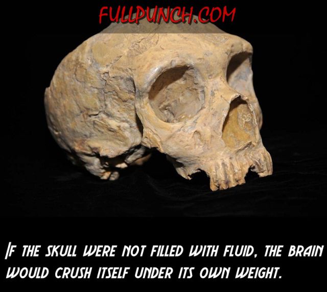 Interesting Facts about Your Body (23 pics)