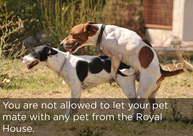 Weird Laws that Really Exist (13 pics)