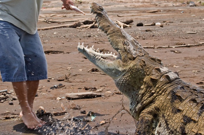 This Guy Is Not Afraid of Crocodiles (20 pics)
