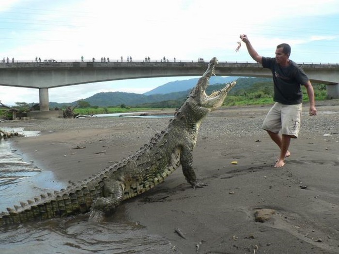 This Guy Is Not Afraid of Crocodiles (20 pics)