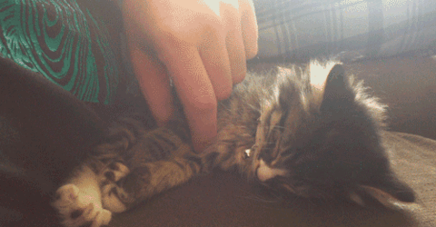 Acid Gifdump, October 25, 2013 (30 gifs)