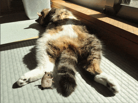 Acid Gifdump, October 25, 2013 (30 gifs)
