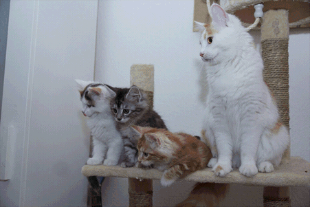 Acid Gifdump, October 25, 2013 (30 gifs)