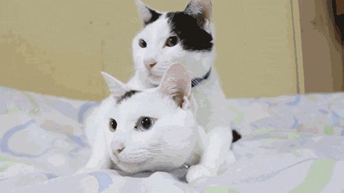 Acid Gifdump, October 25, 2013 (30 gifs)