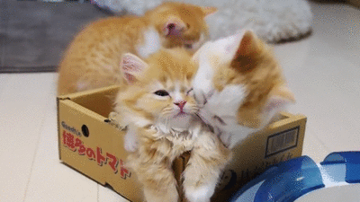 Acid Gifdump, October 25, 2013 (30 gifs)