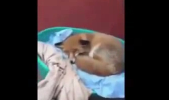 Guys Rescued Fox From a Poaching Trap