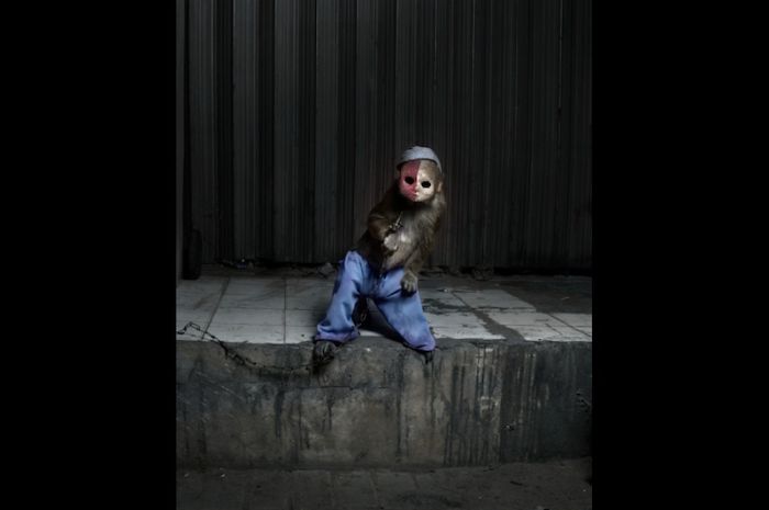 Masked Monkeys of Jakarta (17 pics)