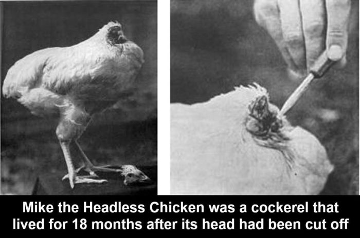 Interesting Science Facts and Photos (54 pics)