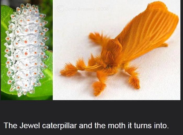 Interesting Science Facts and Photos (54 pics)