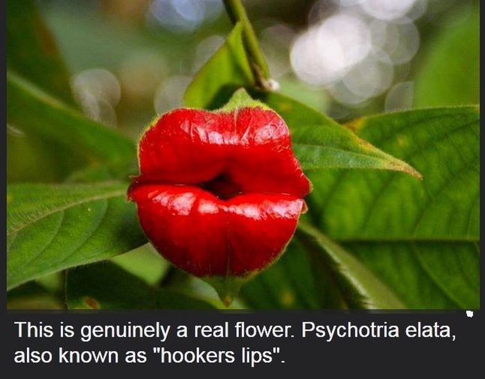 Interesting Science Facts and Photos (54 pics)