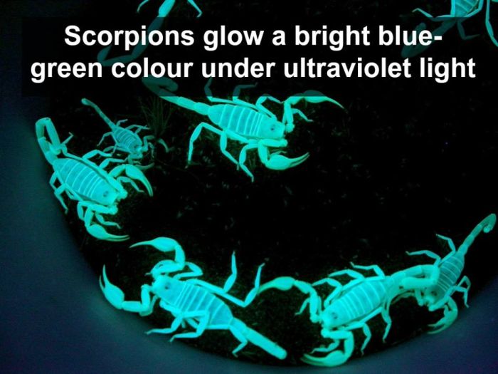 Interesting Science Facts and Photos (54 pics)