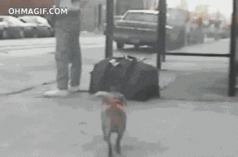GIFs with Captions (14 gifs) GIFs with Captions (14 gifs)