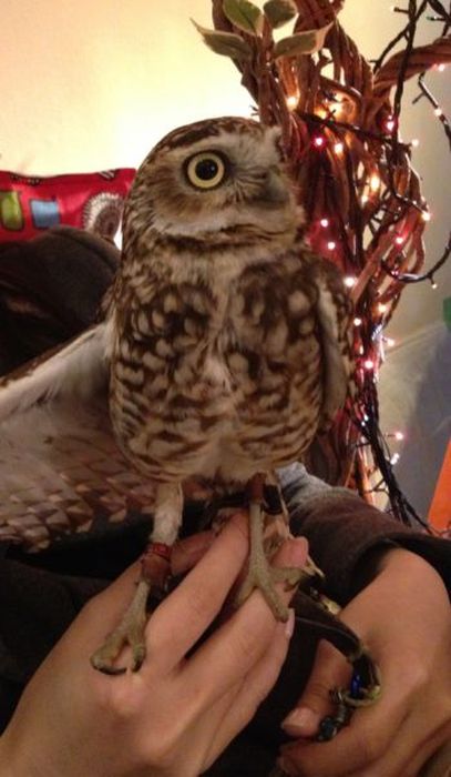 Owl Cafe (38 pics)