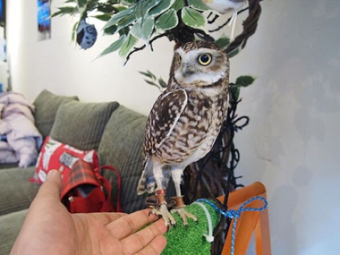 Owl Cafe (38 pics)
