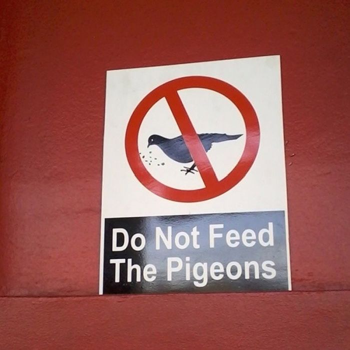 Don't Feed Pigeons (22 pics)