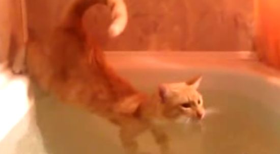 Cat Enjoys The Hot Bath