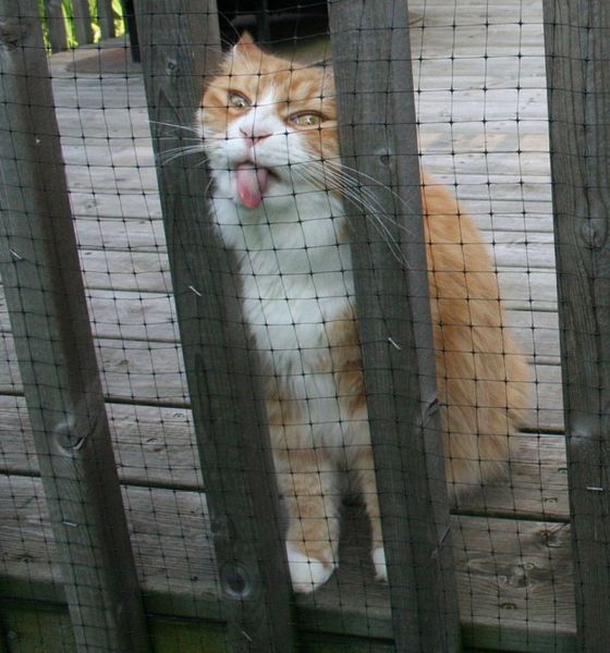 Acid Picdump (121 pics)