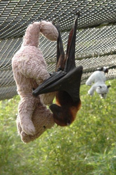 Acid Picdump (121 pics)