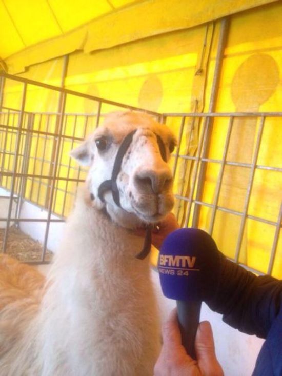 French Teens Partying with a Llama (8 pics)