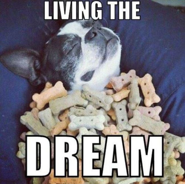 This Is What Living the Dream Is All About (40 pics)