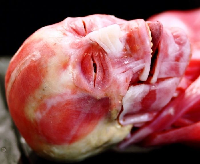 Synthetic Human Body by SynDaver Labs (10 pics)