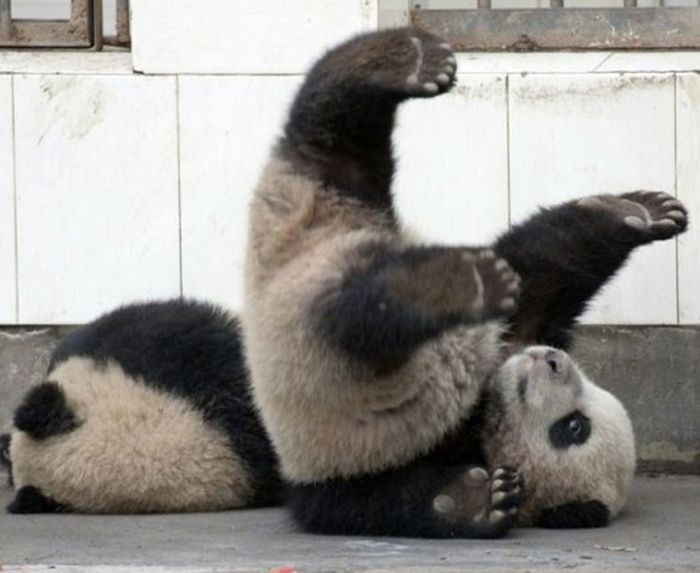 Panda Falls Down (5 pics)