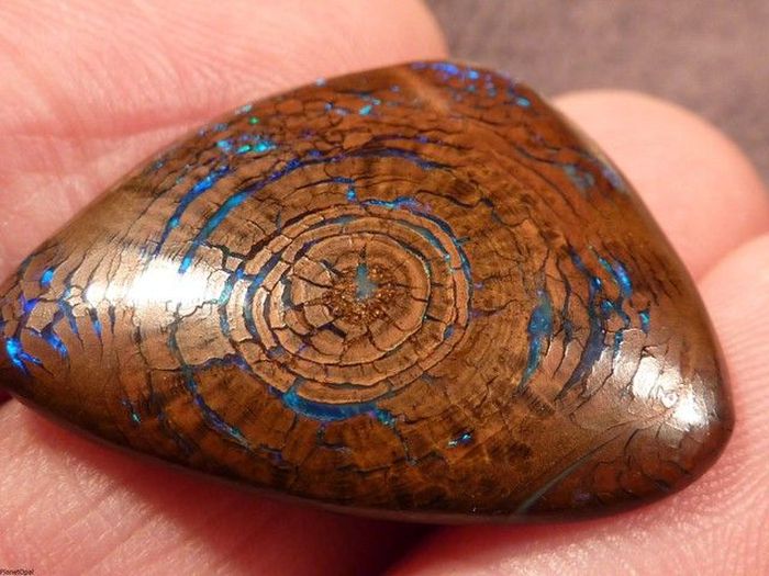 Opalized Wood Boulder Opal (5 pics)