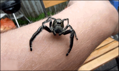 Spiders Gifs (13 gifs)