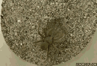 Spiders Gifs (13 gifs)