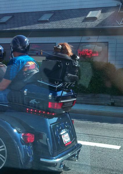 Acid Picdump (115 pics)