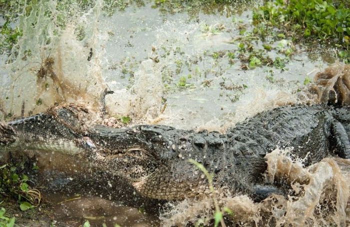 Alligator Eats Alligator (6 pics)