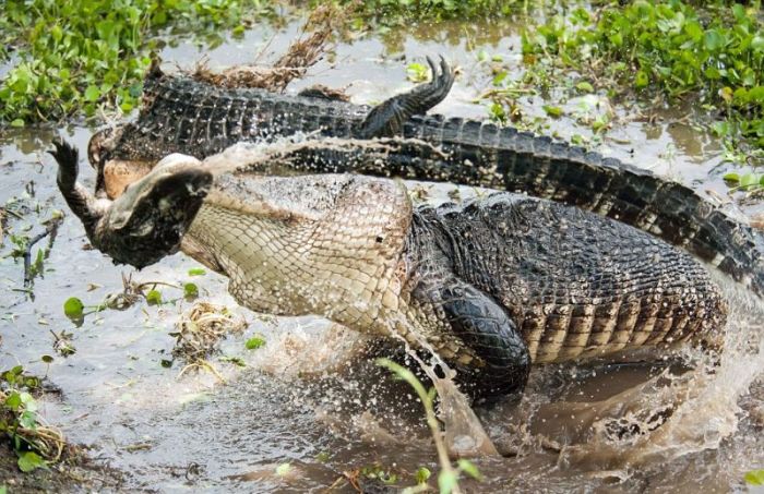 Alligator Eats Alligator (6 pics)
