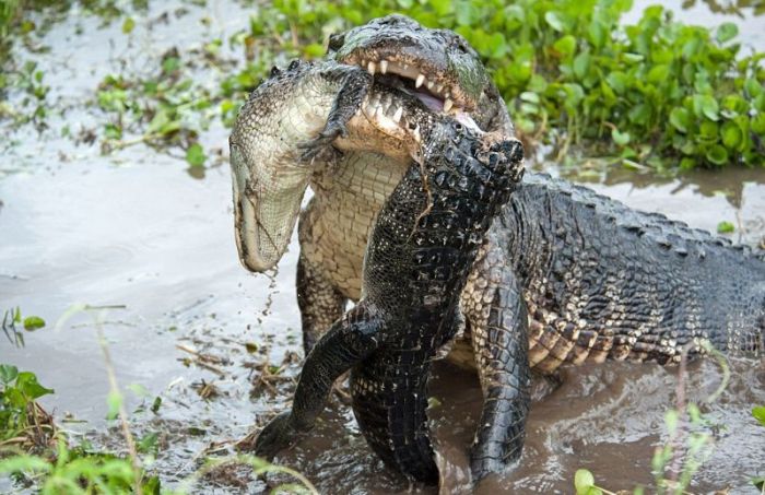Alligator Eats Alligator (6 pics)