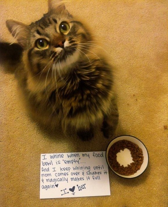 Funny Cat Pictures (31 pics)