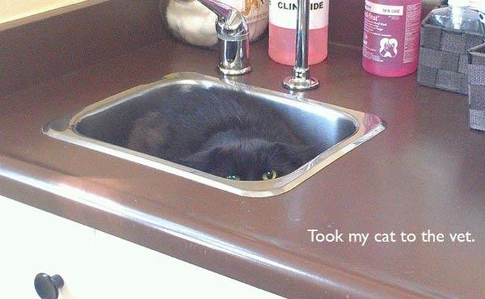 Funny Cat Pictures (31 pics)