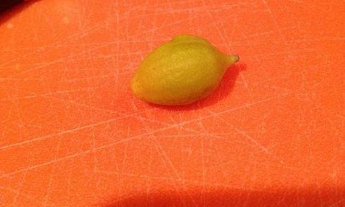 Mini Lemon (3 pics)